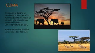 CLIMA
El clima en la Sabana se
caracteriza por una estación
húmeda durante los meses de
verano y una estación seca
durante el invierno.
Con temperaturas de 23°C
a precipitación media anual
varía entre 100 y 400 mm.
 
