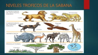 NIVELES TROFICOS DE LA SABANA
 