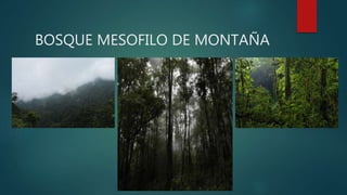 BOSQUE MESOFILO DE MONTAÑA
 