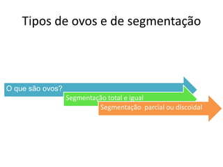 Tipos de ovos e de segmentação
O que são ovos?
Segmentação total e igual
Segmentação parcial ou discoidal
 