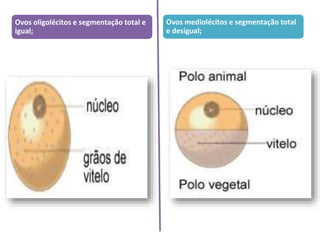 Ovos oligolécitos e segmentação total e
igual;
Ovos mediolécitos e segmentação total
e desigual;
 