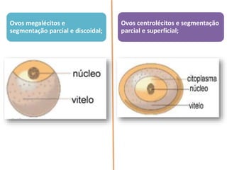 Ovos megalécitos e
segmentação parcial e discoidal;
Ovos centrolécitos e segmentação
parcial e superficial;
 