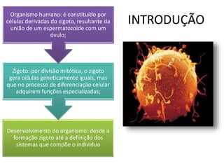INTRODUÇÃO
Desenvolvimento do organismo: desde a
formação zigoto até a definição dos
sistemas que compõe o indivíduo
Zigoto: por divisão mitótica, o zigoto
gera células geneticamente iguais, mas
que no processo de diferenciação celular
adquirem funções especializadas;
Organismo humano: é constituído por
células derivadas do zigoto, resultante da
união de um espermatozoide com um
óvulo;
 