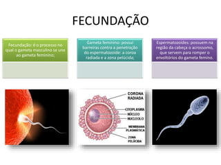 FECUNDAÇÃO
Fecundação: é o processo no
qual o gameta masculino se une
ao gameta feminino;
Gameta feminino: possui
barreiras contra a penetração
do espermatozoide: a coroa
radiada e a zona pelúcida;
Espermatozoides: possuem na
região da cabeça o acrossomo,
que servem para romper o
envoltórios do gameta femino.
 