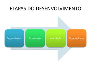 ETAPAS DO DESENVOLVIMENTO
Segmentação; Gastrulação; Neurulação; Organogênese.
 