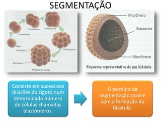 SEGMENTAÇÃO
Consiste em sucessivas
divisões do zigoto num
determinado número
de células chamadas
blastômeros.
O término da
segmentação ocorre
com a formação da
blástula.
 