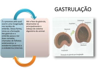 GASTRULAÇÃO
É o processo pelo qual
ocorre uma invaginação
nos tecidos do
embrião. Dessa forma,
inicia-se a formação
das gástrula e o
embrião passa a ter
duas camadas,
chamadas de folhetos
embrionários: o
ectoderma (externo) e
o endoderma (interno).
Até a fase da gástrula,
desenvolve-se
principalmente o
esboço do sistema
digestório do animal.
 
