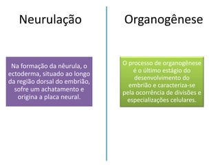 Neurulação
Na formação da nêurula, o
ectoderma, situado ao longo
da região dorsal do embrião,
sofre um achatamento e
origina a placa neural.
Organogênese
O processo de organogênese
é o último estágio do
desenvolvimento do
embrião e caracteriza-se
pela ocorrência de divisões e
especializações celulares.
 