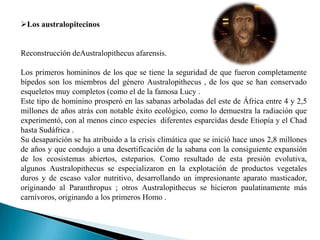 Los australopitecinos


Reconstrucción deAustralopithecus afarensis.

Los primeros homininos de los que se tiene la seguridad de que fueron completamente
bípedos son los miembros del género Australopithecus , de los que se han conservado
esqueletos muy completos (como el de la famosa Lucy .
Este tipo de hominino prosperó en las sabanas arboladas del este de África entre 4 y 2,5
millones de años atrás con notable éxito ecológico, como lo demuestra la radiación que
experimentó, con al menos cinco especies diferentes esparcidas desde Etiopía y el Chad
hasta Sudáfrica .
Su desaparición se ha atribuido a la crisis climática que se inició hace unos 2,8 millones
de años y que condujo a una desertificación de la sabana con la consiguiente expansión
de los ecosistemas abiertos, esteparios. Como resultado de esta presión evolutiva,
algunos Australopithecus se especializaron en la explotación de productos vegetales
duros y de escaso valor nutritivo, desarrollando un impresionante aparato masticador,
originando al Paranthropus ; otros Australopithecus se hicieron paulatinamente más
carnívoros, originando a los primeros Homo .
 
