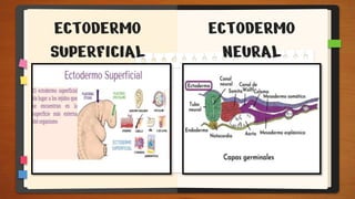 Dat Ectodermo BIOLOGIA-EXPOSICIÓN SOBRE EL ECTODERMO ETC | PPTX