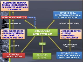 AVANCES EN GENÉTICA
CLONACIÓN, TERAPIA
GÉNICA MEJORAMIENTO
DE ESPECIES VEGETALES
Y ANIMALES
ESTUDIO DE LA
ESTRUCTURA CELULAR A
NIVEL MOLECULAR
CARBOHIDRATOS
LÍPIDOS
PROTEÍNAS
AC. NUCLÉICOS
DONDE INTERVIENEN
ESTUDIO DE LA
FUNCIÓN CELULAR A
NIVEL MOLECULAR
¿QUÉ FUNCIÓN
REALIZAN?
AVANCES
TECNOLOGÍCOS
MIC. ELECTRÓNICO
ULTRACENTRÍFUGA
ING. GENÉTICA
MANEJO DEL DNA
HAN PERMITIDO
TALES COMO
BIOLOGÍA
ACTUAL
ES LA
BIOLOGÍA
MOLECULAR
 