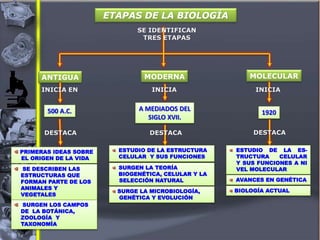 ANTIGUA MODERNA MOLECULAR
INICIA EN
500 A.C.
DESTACA
INICIA
A MEDIADOS DEL
SIGLO XVII.
DESTACA
INICIA
1920
DESTACA
ESTUDIO DE LA ES-
TRUCTURA CELULAR
Y SUS FUNCIONES A NI
VEL MOLECULAR
AVANCES EN GENÉTICA
BIOLOGÍA ACTUAL
PRIMERAS IDEAS SOBRE
EL ORIGEN DE LA VIDA
SE DESCRIBEN LAS
ESTRUCTURAS QUE
FORMAN PARTE DE LOS
ANIMALES Y
VEGETALES
SURGEN LOS CAMPOS
DE LA BOTÁNICA,
ZOOLOGÍA Y
TAXONOMÍA
ESTUDIO DE LA ESTRUCTURA
CELULAR Y SUS FUNCIONES
SURGEN LA TEORÍA
BIOGENÉTICA, CELULAR Y LA
SELECCIÓN NATURAL
SURGE LA MICROBIOLOGÍA,
GENÉTICA Y EVOLUCIÓN
ETAPAS DE LA BIOLOGÍA
SE IDENTIFICAN
TRES ETAPAS
 