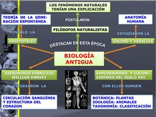 FILÓSOFOS NATURALISTAS
LOS FENÓMENOS NATURALES
TENÍAN UNA EXPLICACIÓN
ARISTÓTELES
TEORÍA DE LA GENE-
RACIÓN ESPONTÁNEA
GALENO Y VESALIUS
ANATOMÍA
HUMANA
HIERONIMUS FABRICIUS
WILLIAN HARVEY
CIRCULACIÓN SANGUÍNEA
Y ESTRUCTURA DEL
CORAZON
EXPLORADORES Y COLONI-
ZADORES DEL SIGLO XVI
BOTÁNICA: PLANTAS
ZOOLOGÍA: ANIMALES
TAXONOMÍA: CLASIFICACIÓN
BIOLOGÍA
ANTIGUA
POSTULARON
 