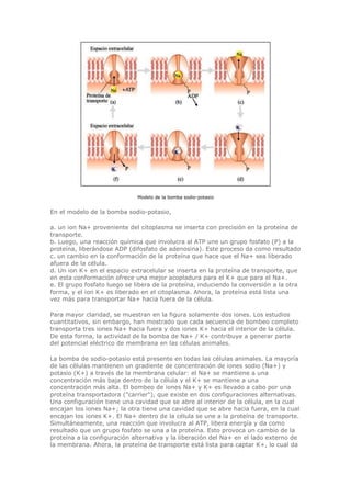 Modelo de la bomba sodio-potasio
En el modelo de la bomba sodio-potasio,
a. un ion Na+ proveniente del citoplasma se inserta con precisión en la proteína de
transporte.
b. Luego, una reacción química que involucra al ATP une un grupo fosfato (P) a la
proteína, liberándose ADP (difosfato de adenosina). Este proceso da como resultado
c. un cambio en la conformación de la proteína que hace que el Na+ sea liberado
afuera de la célula.
d. Un ion K+ en el espacio extracelular se inserta en la proteína de transporte, que
en esta conformación ofrece una mejor acopladura para el K+ que para el Na+.
e. El grupo fosfato luego se libera de la proteína, induciendo la conversión a la otra
forma, y el ion K+ es liberado en el citoplasma. Ahora, la proteína está lista una
vez más para transportar Na+ hacia fuera de la célula.
Para mayor claridad, se muestran en la figura solamente dos iones. Los estudios
cuantitativos, sin embargo, han mostrado que cada secuencia de bombeo completo
transporta tres iones Na+ hacia fuera y dos iones K+ hacia el interior de la célula.
De esta forma, la actividad de la bomba de Na+ / K+ contribuye a generar parte
del potencial eléctrico de membrana en las células animales.
La bomba de sodio-potasio está presente en todas las células animales. La mayoría
de las células mantienen un gradiente de concentración de iones sodio (Na+) y
potasio (K+) a través de la membrana celular: el Na+ se mantiene a una
concentración más baja dentro de la célula y el K+ se mantiene a una
concentración más alta. El bombeo de iones Na+ y K+ es llevado a cabo por una
proteína transportadora ("carrier"), que existe en dos configuraciones alternativas.
Una configuración tiene una cavidad que se abre al interior de la célula, en la cual
encajan los iones Na+; la otra tiene una cavidad que se abre hacia fuera, en la cual
encajan los iones K+. El Na+ dentro de la célula se une a la proteína de transporte.
Simultáneamente, una reacción que involucra al ATP, libera energía y da como
resultado que un grupo fosfato se una a la proteína. Esto provoca un cambio de la
proteína a la configuración alternativa y la liberación del Na+ en el lado externo de
la membrana. Ahora, la proteína de transporte está lista para captar K+, lo cual da
 