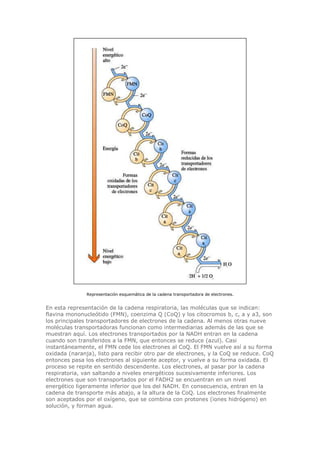 Representación esquemática de la cadena transportadora de electrones.
En esta representación de la cadena respiratoria, las moléculas que se indican:
flavina mononucleótido (FMN), coenzima Q (CoQ) y los citocromos b, c, a y a3, son
los principales transportadores de electrones de la cadena. Al menos otras nueve
moléculas transportadoras funcionan como intermediarias además de las que se
muestran aquí. Los electrones transportados por la NADH entran en la cadena
cuando son transferidos a la FMN, que entonces se reduce (azul). Casi
instantáneamente, el FMN cede los electrones al CoQ. El FMN vuelve así a su forma
oxidada (naranja), listo para recibir otro par de electrones, y la CoQ se reduce. CoQ
entonces pasa los electrones al siguiente aceptor, y vuelve a su forma oxidada. El
proceso se repite en sentido descendente. Los electrones, al pasar por la cadena
respiratoria, van saltando a niveles energéticos sucesivamente inferiores. Los
electrones que son transportados por el FADH2 se encuentran en un nivel
energético ligeramente inferior que los del NADH. En consecuencia, entran en la
cadena de transporte más abajo, a la altura de la CoQ. Los electrones finalmente
son aceptados por el oxígeno, que se combina con protones (iones hidrógeno) en
solución, y forman agua.
 