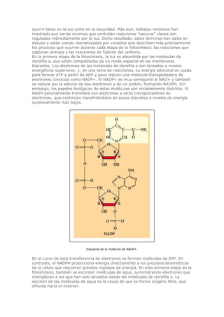 ocurrir tanto en la luz como en la oscuridad. Más aun, trabajos recientes han
mostrado que varias enzimas que controlan reacciones "oscuras" claves son
reguladas indirectamente por la luz. Como resultado, estos términos han caído en
desuso y están siendo reemplazados por vocablos que describen más precisamente
los procesos que ocurren durante cada etapa de la fotosíntesis: las reacciones que
capturan energía y las reacciones de fijación del carbono.
En la primera etapa de la fotosíntesis, la luz es absorbida por las moléculas de
clorofila a, que están compactadas de un modo especial en las membranas
tilacoides. Los electrones de las moléculas de clorofila a son lanzados a niveles
energéticos superiores, y, en una serie de reacciones, su energía adicional es usada
para formar ATP a partir de ADP y para reducir una molécula transportadora de
electrones conocida como NADP+. El NADP+ es muy semejante al NAD+ y también
se reduce por la adición de dos electrones y de un protón, formando NADPH. Sin
embargo, los papeles biológicos de estas moléculas son notablemente distintos. El
NADH generalmente transfiere sus electrones a otros transportadores de
electrones, que continúan transfiriéndolos en pasos discretos a niveles de energía
sucesivamente más bajos.
Esquema de la molécula de NADP+.
En el curso de esta transferencia de electrones se forman moléculas de ATP. En
contraste, el NADPH proporciona energía directamente a los procesos biosintéticos
de la célula que requieren grandes ingresos de energía. En esta primera etapa de la
fotosíntesis, también se escinden moléculas de agua, suministrando electrones que
reemplazan a los que han sido lanzados desde las moléculas de clorofila a. La
escisión de las moléculas de agua es la causa de que se forme oxígeno libre, que
difunde hacia el exterior.
 