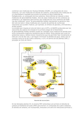 combinan seis moléculas de ribulosa bifosfato (RuBP), un compuesto de cinco
carbonos, con seis moléculas de dióxido de carbono, produciendo seis moléculas de
un intermediario inestable que pronto se escinde en doce moléculas de
fosfoglicerato, un compuesto de tres carbonos. Estos últimos se reducen a doce
moléculas de gliceraldehído fosfato. Diez de estas moléculas de tres carbonos se
combinan y se regeneran para formar seis moléculas de cinco carbonos de RuBP.
Las dos moléculas "extra" de gliceraldehído fosfato representan la ganancia neta
del ciclo de Calvin. Estas moléculas son el punto de partida de numerosas
reacciones que pueden implicar, por ejemplo, la síntesis de glúcidos, aminoácidos y
ácidos grasos.
La energía que impulsa al ciclo de Calvin son el ATP y el NADPH producidos por las
reacciones de captura de energía en la primera etapa de la fotosíntesis.
El gliceraldehído fosfato también puede ser utilizado como material de partida para
otros compuestos orgánicos necesarios para la célula. Otras plantas que viven en
ambientes secos y cálidos tienen mecanismos que les permiten fijar inicialmente el
CO2 por una de dos vías, y así logran minimizar la pérdida de agua. Estas vías se
conocen como la vía de cuatro carbonos, o C4 y el camino de las plantas CAM, y
preceden al Ciclo de Calvin.
Resumen del ciclo de Calvin.
En las llamadas plantas C4, la enzima PEP carboxilasa une primero el dióxido de
carbono al fosfoenol piruvato (PEP) para formar un compuesto de cuatro carbonos.
El dióxido de carbono, así incorporado, atraviesa una serie de reacciones químicas y
 