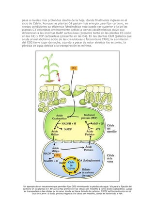 pasa a niveles más profundos dentro de la hoja, donde finalmente ingresa en el
ciclo de Calvin. Aunque las plantas C4 gastan más energía para fijar carbono, en
ciertas condiciones su eficiencia fotosintética neta puede ser superior a la de las
plantas C3 descriptas anteriormente debido a ciertas características clave que
diferencian a las enzimas RuBP carboxilasa (presente tanto en las plantas C3 como
en las C4) y PEP carboxilasa (presente en las C4). En las plantas CAM (palabra que
alude al metabolismo ácido de las crasuláceas o fotosíntesis CAM), la asimilación
del CO2 tiene lugar de noche, cuando a pesar de estar abiertos los estomas, la
pérdida de agua debida a la transpiración es mínima.
Un ejemplo de un mecanismo que permiten fijar CO2 minimizando la pérdida de agua: Vía para la fijación del
carbono en las plantas C4. El CO2 se fija primero en las células del mesófilo § como ácido oxaloacético. Luego
es transportado a las células de la vaina, donde se libera dióxido de carbono. El CO2 así formado entra en el
ciclo de Calvin. El ácido pirúvico regresa a la célula del mesófilo, donde es fosforilado a PEP.
 
