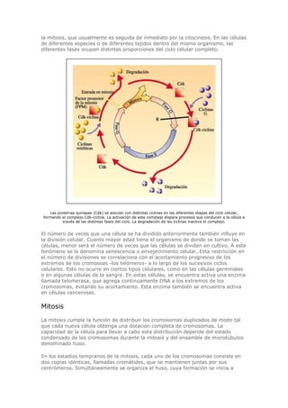 la mitosis, que usualmente es seguida de inmediato por la citocinesis. En las células
de diferentes especies o de diferentes tejidos dentro del mismo organismo, las
diferentes fases ocupan distintas proporciones del ciclo celular completo.
Las proteínas quinasas (Cdk) se asocian con distintas ciclinas en las diferentes etapas del ciclo celular,
formando el complejo Cdk-ciclina. La activación de este complejo dispara procesos que conducen a la célula a
través de las distintas fases del ciclo. La degradación de las ciclinas inactiva el complejo.
El número de veces que una célula se ha dividido anteriormente también influye en
la división celular. Cuanto mayor edad tiene el organismo de donde se toman las
células, menor será el número de veces que las células se dividan en cultivo. A este
fenómeno se lo denomina senescencia o envejecimiento celular. Esta restricción en
el número de divisiones se correlaciona con el acortamiento progresivo de los
extremos de los cromosoas -los telómeros- a lo largo de los sucesivos ciclos
celulares. Esto no ocurre en ciertos tipos celulares, como en las células germinales
o en algunas células de la sangre. En estas células, se encuentra activa una enzima
llamada telomerasa, que agrega continuamente DNA a los extremos de los
cromosomas, evitando su acortamiento. Esta enzima también se encuentra activa
en células cancerosas.
Mitosis
La mitosis cumple la función de distribuir los cromosomas duplicados de modo tal
que cada nueva célula obtenga una dotación completa de cromosomas. La
capacidad de la célula para llevar a cabo esta distribución depende del estado
condensado de los cromosomas durante la mitosis y del ensamble de microtúbulos
denominado huso.
En los estadios tempranos de la mitosis, cada uno de los cromosomas consiste en
dos copias idénticas, llamadas cromátides, que se mantienen juntas por sus
centrómeros. Simultáneamente se organiza el huso, cuya formación se inicia a
 