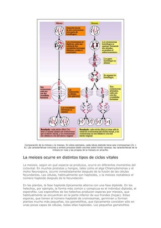 Comparación de la mitosis y la meiosis. En estos ejemplos, cada célula diploide tiene seis cromosomas (2n =
6). Las características comunes a ambos procesos están escritas sobre fondo naranja; las características de la
mitosis en rosa y las propias de la meiosis en amarillo.
La meiosis ocurre en distintos tipos de ciclos vitales
La meiosis, según en qué especie se produzca, ocurre en diferentes momentos del
ciclovital. En muchos protistas y hongos, tales como el alga Chlamydomonas y el
moho Neurospora, ocurre inmediatamente después de la fusión de las células
fecundantes. Las células, habitualmente son haploides, y la meiosis restablece el
número haploide después de la fecundación.
En las plantas, la fase haploide típicamente alterna con una fase diploide. En los
helechos, por ejemplo, la forma más común y conspicua es el individuo diploide, el
esporofito. Los esporofitos de los helechos producen esporas por meiosis, que
habitualmente se encuentran en la parte inferior de sus frondes (hojas). Estas
esporas, que tienen el número haploide de cromosomas, germinan y forman
plantas mucho más pequeñas, los gametofitos, que típicamente consisten sólo en
unas pocas capas de células, todas ellas haploides. Los pequeños gametofitos
 