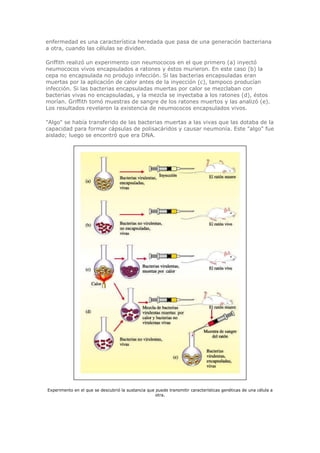 enfermedad es una característica heredada que pasa de una generación bacteriana
a otra, cuando las células se dividen.
Griffith realizó un experimento con neumococos en el que primero (a) inyectó
neumococos vivos encapsulados a ratones y éstos murieron. En este caso (b) la
cepa no encapsulada no produjo infección. Si las bacterias encapsuladas eran
muertas por la aplicación de calor antes de la inyección (c), tampoco producían
infección. Si las bacterias encapsuladas muertas por calor se mezclaban con
bacterias vivas no encapsuladas, y la mezcla se inyectaba a los ratones (d), éstos
morían. Griffith tomó muestras de sangre de los ratones muertos y las analizó (e).
Los resultados revelaron la existencia de neumococos encapsulados vivos.
"Algo" se había transferido de las bacterias muertas a las vivas que las dotaba de la
capacidad para formar cápsulas de polisacáridos y causar neumonía. Este "algo" fue
aislado; luego se encontró que era DNA.
Experimento en el que se descubrió la sustancia que puede transmitir características genéticas de una célula a
otra.
 