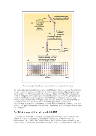 Procedimiento por el cual Beadle y Tatum analizaron los mutantes de Neurospora
Sin embargo, esto resultó ser una sobresimplificación porque, aunque las enzimas
son en verdad proteínas, no todas las proteínas son enzimas. Algunas proteínas,
por ejemplo, son hormonas, como la insulina, y otras tienen función estructural,
como el colágeno. Como estas proteínas también son especificadas por genes, se
extendió el concepto original, pero no se modificó, en principio. "Un gen-una
enzima", fue simplemente corregido a "un gen-una proteína". Posteriormente, al
saberse que muchas proteínas están formadas por más de una cadena
polipeptídica, el concepto se modificó una vez más al menos impactante, pero más
preciso, "un gen-una cadena polipeptídica". Más tarde, este concepto también debió
ser corregido.
Del DNA a la proteína: el papel del RNA
Las moléculas de mRNA son largas copias (o transcriptos) de secuencias de DNA -
de 500 a 10.000 nucleótidos- y de cadena simple pero, a diferencia de las
moléculas de DNA, las de RNA se encuentran en su mayoría como moléculas de
cadena única. Cada nueva molécula de mRNA se copia -o transcribe- de una de las
 