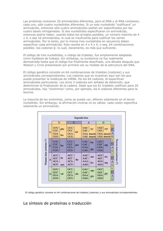 Las proteínas contienen 20 aminoácidos diferentes, pero el DNA y el RNA contienen,
cada uno, sólo cuatro nucleótidos diferentes. Si un solo nucleótido "codificara" un
aminoácido, entonces sólo cuatro aminoácidos podían ser especificados por las
cuatro bases nitrogenadas. Si dos nucleótidos especificaran un aminoácido,
entonces podría haber, usando todos los arreglos posibles, un número máximo de 4
x 4, o sea 16 aminoácidos, lo cual es insuficiente para codificar los veinte
aminoácidos. Por lo tanto, por lo menos tres nucleótidos en secuencia deben
especificar cada aminoácido. Esto resulta en 4 x 4 x 4, o sea, 64 combinaciones
posibles -los codones §- lo cual, claramente, es más que suficiente.
El código de tres nucleótidos, o código de tripletes, fue ampliamente adoptado
como hipótesis de trabajo. Sin embargo, su existencia no fue realmente
demostrada hasta que el código fue finalmente descifrado, una década después que
Watson y Crick presentaran por primera vez su modelo de la estructura del DNA.
El código genético consiste en 64 combinaciones de tripletes (codones) y sus
aminoácidos correspondientes. Los codones que se muestran aquí son los que
puede presentar la molécula de mRNA. De los 64 codones, 6l especifican
aminoácidos particulares. Los otros 3 codones son señales de detención, que
determinan la finalización de la cadena. Dado que los 61 tripletes codifican para 20
aminoácidos, hay "sinónimos" como, por ejemplo, los 6 codones diferentes para la
leucina.
La mayoría de los sinónimos, como se puede ver, difieren solamente en el tercer
nucleótido. Sin embargo, la afirmación inversa no es válida: cada codón especifica
solamente un aminoácido.
El código genético consiste en 64 combinaciones de tripletes (codones) y sus aminoácidos correspondientes.
La síntesis de proteínas o traducción
 