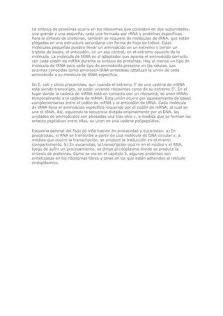 La síntesis de proteínas ocurre en los ribosomas que consisten en dos subunidades,
una grande y una pequeña, cada una formada por rRNA y proteínas específicas.
Para la síntesis de proteínas, también se requiere de moléculas de tRNA, que están
plegadas en una estructura secundaria con forma de hoja de trébol. Estas
moléculas pequeñas pueden llevar un aminoácido en un extremo y tienen un
triplete de bases, el anticodón, en un asa central, en el extremo opuesto de la
molécula. La molécula de tRNA es el adaptador que aparea el aminoácido correcto
con cada codón de mRNA durante la síntesis de proteínas. Hay al menos un tipo de
molécula de tRNA para cada tipo de aminoácido presente en las células. Las
enzimas conocidas como aminoacil-tRNA sintetasas catalizan la unión de cada
aminoácido a su molécula de tRNA específica.
En E. coli y otros procariotas, aun cuando el extremo 3' de una cadena de mRNA
está siendo transcripto, se están uniendo ribosomas cerca de su extremo 5'. En el
lugar donde la cadena de mRNA está en contacto con un ribosoma, se unen tRNAs
temporalmente a la cadena de mRNA. Esta unión ocurre por apareamiento de bases
complementarias entre el codón de mRNA y el anticodón de tRNA. Cada molécula
de tRNA lleva el aminoácido específico requerido por el codón de mRNA, al cual se
une el tRNA. Así, siguiendo la secuencia dictada originalmente por el DNA, las
unidades de aminoácidos son alineadas una tras otra y, a medida que se forman los
enlaces peptídicos entre ellas, se unen en una cadena polipeptídica.
Esquema general del flujo de información en procariotas y eucariotas: a) En
procariotas, el RNA se transcribe a partir de una molécula de DNA circular y, a
medida que ocurre la transcripción, se produce la traducción en el mismo
compartimiento. b) En eucariotas, la transcripción ocurre en el núcleo y el RNA,
luego de sufrir un procesamiento, se dirige al citoplasma donde se produce la
síntesis de proteínas. Como se vio en el capítulo 5, algunas proteínas son
sintetizadas en los ribosomas libres y otras en los que están adheridos al retículo
endoplásmico.
 