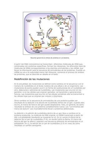 Resumen general de la síntesis de proteínas en una bacteria.
A partir del DNA cromosómico se transcriben: diferentes moléculas de rRNA que,
combinadas con proteínas específicas, forman los ribosomas; los diferentes tipos de
moléculas de tRNA correspondientes a los distintos aminoácidos y los mRNA, que
llevan la información para la secuencia de aminoácidos de las proteínas. Cuando un
mRNA se une a la subunidad menor del ribosoma, comienza el proceso de síntesis
de proteínas, que se describe en detalle en el texto.
Redefinición de las mutaciones
En la actualidad, las mutaciones se definen como cambios en la secuencia o en el
número de nucleótidos en el ácido nucleico de una célula o de un organismo. Las
mutaciones de punto pueden ocurrir en forma de sustituciones de un nucleótido por
otro, deleciones o adiciones de nucleótidos. Las mutaciones que ocurren en los
gametos -o en las células que originan gametos- se transmiten a generaciones
futuras. Las mutaciones que ocurren en las células somáticas sólo se transmiten a
las células hijas que se originan por mitosis y citocinesis.
Otros cambios en la secuencia de aminoácidos de una proteína pueden ser
resultado de la deleción o la adición de nucleótidos dentro de un gen. Cuando esto
ocurre, el marco de lectura del gen puede desplazarse. Esto, en general, da como
resultado la síntesis de una proteína completamente nueva. Los "corrimientos del
marco de lectura" casi invariablemente llevan a proteínas defectuosas.
La deleción o la adición de nucleótidos dentro de un gen lleva a cambios en la
proteína producida. La molécula de DNA original, el mRNA transcripto a partir de
ella y el polipéptido resultante se muestran en a). En b) vemos el efecto de la
deleción de un par de nucleótidos (T-A), en donde indica la flecha. El marco de
lectura del gen se altera y aparece una secuencia diferente de aminoácidos en el
polipéptido. En c), la adición de un par de nucleótidos (C-G en rosa) da como
resultado un cambio semejante.
 