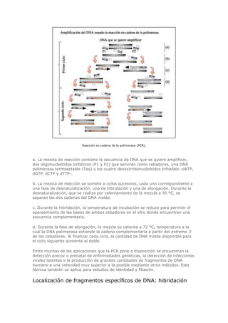 Reacción en cadena de la polimerasa (PCR).
a. La mezcla de reacción contiene la secuencia de DNA que se quiere amplificar,
dos oligonucleótidos sintéticos (P1 y P2) que servirán como cebadores, una DNA
polimerasa termoestable (Taq) y los cuatro desoxirribonucleótidos trifosfato -dATP,
dGTP, dCTP y dTTP-.
b. La mezcla de reacción se somete a ciclos sucesivos, cada uno correspondiente a
una fase de desnaturalización, una de hibridación y una de elongación. Durante la
desnaturalización, que se realiza por calentamiento de la mezcla a 95 ºC, se
separan las dos cadenas del DNA molde.
c. Durante la hibridación, la temperatura de incubación se reduce para permitir el
apareamiento de las bases de ambos cebadores en el sitio donde encuentran una
secuencia complementaria.
d. Durante la fase de elongación, la mezcla se calienta a 72 ºC, temperatura a la
cual la DNA polimerasa extiende la cadena complementaria a partir del extremo 3'
de los cebadores. Al finalizar cada ciclo, la cantidad de DNA molde disponible para
el ciclo siguiente aumenta al doble.
Entre muchas de las aplicaciones que la PCR pone a disposición se encuentran la
detección precoz o prenatal de enfermedades genéticas, la detección de infecciones
virales latentes o la producción de grandes cantidades de fragmentos de DNA
humano a una velocidad muy superior a la posible mediante otros métodos. Esta
técnica también se aplica para estudios de identidad y filiación.
Localización de fragmentos específicos de DNA: hibridación
 