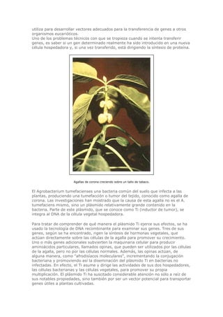 utiliza para desarrollar vectores adecuados para la transferencia de genes a otros
organismos eucarióticos.
Uno de los problemas técnicos con que se tropieza cuando se intenta transferir
genes, es saber si un gen determinado realmente ha sido introducido en una nueva
célula hospedadora y, si una vez transferido, está dirigiendo la síntesis de proteína.
Agallas de corona creciendo sobre un tallo de tabaco.
El Agrobacterium tumefacienses una bacteria común del suelo que infecta a las
plantas, produciendo una tumefacción o tumor del tejido, conocido como agalla de
corona. Las investigaciones han mostrado que la causa de esta agalla no es el A.
tumefaciens mismo, sino un plásmido relativamente grande contenido en la
bacteria. Parte de este plásmido, que se conoce como Ti (inductor de tumor), se
integra al DNA de la célula vegetal hospedadora.
Para tratar de comprender de qué manera el plásmido Ti ejerce sus efectos, se ha
usado la tecnología de DNA recombinante para examinar sus genes. Tres de sus
genes, según se ha encontrado, rigen la síntesis de hormonas vegetales, que
actúan directamente sobre las células de la agalla para promover su crecimiento.
Uno o más genes adicionales subvierten la maquinaria celular para producir
aminoácidos particulares, llamados opinas, que pueden ser utilizados por las células
de la agalla, pero no por las células normales. Además, las opinas actúan, de
alguna manera, como "afrodisíacos moleculares", incrementando la conjugación
bacteriana y promoviendo así la diseminación del plásmido Ti en bacterias no
infectadas. En efecto, el Ti asume y dirige las actividades de sus dos hospedadores,
las células bacterianas y las células vegetales, para promover su propia
multiplicación. El plásmido Ti ha suscitado considerable atención no sólo a raíz de
sus notables propiedades, sino también por ser un vector potencial para transportar
genes útiles a plantas cultivadas.
 