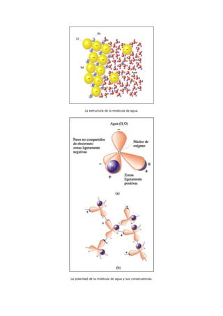 La estructura de la molécula de agua.
La polaridad de la molécula de agua y sus consecuencias.
 
