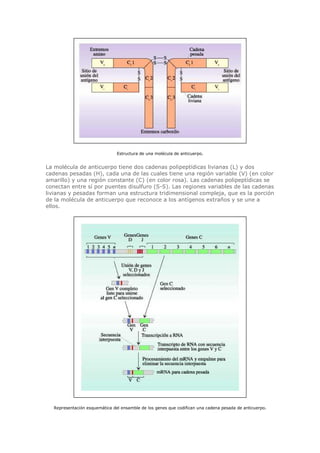 Estructura de una molécula de anticuerpo.
La molécula de anticuerpo tiene dos cadenas polipeptídicas livianas (L) y dos
cadenas pesadas (H), cada una de las cuales tiene una región variable (V) (en color
amarillo) y una región constante (C) (en color rosa). Las cadenas polipeptídicas se
conectan entre sí por puentes disulfuro (S-S). Las regiones variables de las cadenas
livianas y pesadas forman una estructura tridimensional compleja, que es la porción
de la molécula de anticuerpo que reconoce a los antígenos extraños y se une a
ellos.
Representación esquemática del ensamble de los genes que codifican una cadena pesada de anticuerpo.
 