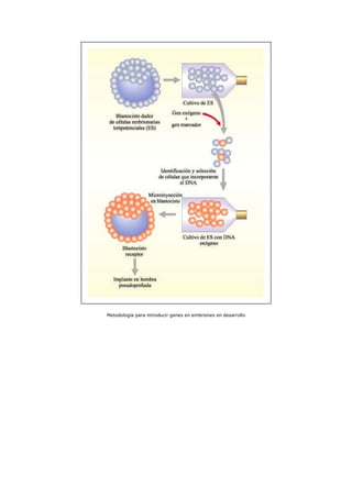 Metodología para introducir genes en embriones en desarrollo
 