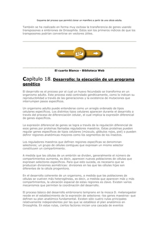 Esquema del proceso que permitió clonar un mamífero a partir de una célula adulta.
También se ha realizado en forma muy exitosa la transferencia de genes usando
transposones a embriones de Drosophila. Estos son los primeros indicios de que los
transposones podrían convertirse en vectores útiles.
El cuarto Blanco - Biblioteca Web
Capítulo 18. Desarrollo: la ejecución de un programa
genético
El desarrollo es el proceso por el cual un huevo fecundado se transforma en un
organismo adulto. Este proceso está controlado genéticamente, como lo indican su
reproducibilidad a través de las generaciones y la existencia de mutaciones que
interrumpen pasos específicos.
Un organismo adulto puede entenderse como un arreglo ordenado de tipos
celulares específicos. Los distintos tipos celulares aparecen durante el desarrollo a
través del proceso de diferenciación celular, el cual implica la expresión diferencial
de genes específicos.
La expresión diferencial de genes se logra a través de la regulación diferencial de
esos genes por proteínas llamadas reguladores maestros. Estas proteínas pueden
regular genes específicos de tipos celulares (músculo, glóbulos rojos, piel) o pueden
definir regiones anatómicas mayores como los segmentos de los insectos.
Los reguladores maestros que definen regiones específicas se denominan
selectores; un grupo de células contiguas que expresan un mismo selector
constituyen un compartimiento.
A medida que las células de un embrión se dividen, generalmente el número de
compartimientos aumenta, es decir, aparecen nuevas poblaciones de células que
expresan selectores específicos. Para que esto suceda, es necesario que se
produzcan divisiones asimétricas: divisiones en las que las células hijas son
diferentes de la célula progenitora.
En el desarrollo coherente de un organismo, a medida que las poblaciones de
células se vuelven más heterogéneas, es decir, a medida que aparecen más y más
compartimientos, la ubicación espacial de estas regiones es clave. Existen varios
mecanismos que permiten la coordinación del desarrollo.
El proceso básico del desarrollo embrionario temprano en la mosca D. melanogaster
reside en el establecimiento de la expresión de selectores -los genes maestros- que
definen su plan anatómico fundamental. Existen sólo cuatro rutas principales
relativamente independientes por las que se establece el plan anatómico en
Drosophila. En estas rutas, ciertos factores inician una cascada de eventos
 