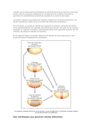 Cuando uno de estos genes homeóticos es activado fuera de su dominio normal de
acción, activa sus genes subalternos en el lugar que ha invadido, forzando la
aparición de características anatómicas propias de su dominio de origen.
Los genes maestros que gobiernan regiones anatómicas se llaman selectores. Los
genes homeóticos reciben pues el nombre de selectores homeóticos.
Por otra parte, un grupo de células que expresan un selector particular se define
como compartimiento. Por ejemplo, las células que forman una pata en las moscas,
expresan un selector homeótico característico del primer segmento torácico (en los
insectos, las patas se insertan en el tórax).
En la siguiente figura se pueden observar los efectos de las mutaciones en dos
grupos de genes homeóticos de Drosophila.
A la izquierda, mosquita normal con un par de alas y un par de balancines y a la derecha, mosquita mutante
con dos pares de alas y sin balancines
Dos estrategias que generan células diferentes
 