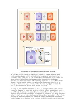 Mecanismos por los cuales se producen divisiones celulares asimétricas
a) Segregación de factores citoplasmáticos: La célula madre contiene ciertas
sustancias distribuidas asimétricamente en su citoplasma. Al producirse la
citocinesis, cada célula hija (A y B) lleva sustancias diferentes. Éstas pueden ser
factores de transcripción o moléculas de mRNA que codifican factores de
transcripción. En consecuencia, cada célula hija expresará un grupo diferente de
genes. b) Comunicación celular: Las células hijas pueden ser idénticas en un
principio y distinguirse luego (en células C y D, por ejemplo) por la acción de
sustancias químicas que actúan como señales exógenas.
En la figura, en un primer momento, la célula de color gris está rodeada por dos
células, azul y roja. La célula gris se divide y da dos células hijas iguales (grises).
La célula hija de la izquierda recibe de su vecina (azul una señal química. En
principio, las dos células hijas grises son capaces de responder a la señal, pero sólo
lo hará aquella que se encuentre físicamente cerca de la fuente de la señal química
y pueda así entrar en contacto con esa señal. Las señales exógenas pueden ser
producidas por otras células o por el medio circundante, como la matriz celular de
 