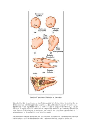 Experimento que muestra la actividad del organizador.
La actividad del organizador se puede comprobar en el sigyuiente experimento: a)
El labio dorsal del blastoporo de un embrión de anfibio se injerta en otro embrión.
b) El labio dorsal injertado induce la formación de un segundo blastoporo, a través
del cual el tejido injertado se mueve al interior del embrión durante la gastrulación.
c) A medida que prosigue el desarrollo, se forman dos conjuntos de estructuras
embrionarias, y d) se produce un embrión doble.
La señal emitida por las células del organizador de Spemann tiene efectos variados
dependiendo de qué células la reciban. La epidermis que recibe la señal del
 