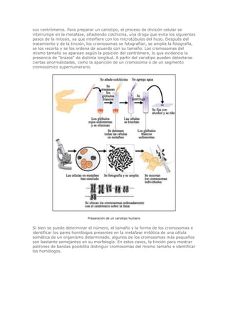 sus centrómeros. Para preparar un cariotipo, el proceso de división celular se
interrumpe en la metafase, añadiendo colchicina, una droga que evita los siguientes
pasos de la mitosis, ya que interfiere con los microtúbulos del huso. Después del
tratamiento y de la tinción, los cromosomas se fotografían, se amplía la fotografía,
se los recorta y se los ordena de acuerdo con su tamaño. Los cromosomas del
mismo tamaño se aparean según la posición del centrómero, lo que evidencia la
presencia de "brazos" de distinta longitud. A partir del cariotipo pueden detectarse
ciertas anormalidades, como la aparición de un cromosoma o de un segmento
cromosómico supernumerario.
Preparación de un cariotipo humano
Si bien se puede determinar el número, el tamaño y la forma de los cromosomas e
identificar los pares homólogos presentes en la metafase mitótica de una célula
somática de un organismo determinado, algunos de los cromosomas más pequeños
son bastante semejantes en su morfología. En estos casos, la tinción para mostrar
patrones de bandas posibilita distinguir cromosomas del mismo tamaño e identificar
los homólogos.
 