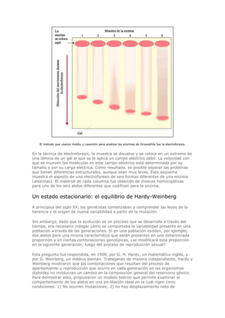 El método que usaron Hubby y Lewontin para analizar las enzimas de Drosophila fue la electroforesis.
En la técnica de electroforesis, la muestra se disuelve y se coloca en un extremo de
una lámina de un gel al que se le aplica un campo eléctrico débil. La velocidad con
que se mueven las moléculas en este campo eléctrico está determinada por su
tamaño y por su carga eléctrica. Como resultado, es posible separar las proteínas
que tienen diferencias estructurales, aunque sean muy leves. Este esquema
muestra el aspecto de una electroforesis de seis formas diferentes de una enzima
(alozimas). El material de cada columna fue obtenido de moscas homocigóticas
para uno de los seis alelos diferentes que codifican para la enzima.
Un estado estacionario: el equilibrio de Hardy-Weinberg
A principios del siglo XX, los genetistas comenzaban a comprender las leyes de la
herencia y el origen de nueva variabilidad a partir de la mutación.
Sin embargo, dado que la evolución es un proceso que se desarrolla a través del
tiempo, era necesario indagar cómo se comportaba la variabilidad presente en una
población a través de las generaciones. Si en una población existen, por ejemplo,
dos alelos para una misma característica que están presentes en una determinada
proporción y en ciertas combinaciones genotípicas, ¿se modificará esta proporción
en la siguiente generación, luego del proceso de reproducción sexual?
Esta pregunta fue respondida, en 1908, por G. H. Hardy, un matemático inglés, y
por G. Weinberg, un médico alemán. Trabajando de manera independiente, Hardy y
Weinberg mostraron que las combinaciones que resultan del proceso de
apareamiento y reproducción que ocurre en cada generación en los organismos
diploides no involucran un cambio en la composición general del reservorio génico.
Para demostrar esto, propusieron un modelo teórico que permite examinar el
comportamiento de los alelos en una po-blación ideal en la cual rigen cinco
condiciones: 1) No ocurren mutaciones; 2) no hay desplazamiento neto de
 