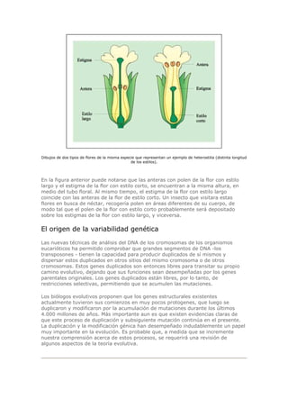 Dibujos de dos tipos de flores de la misma especie que representan un ejemplo de heterostilia (distinta longitud
de los estilos).
En la figura anterior puede notarse que las anteras con polen de la flor con estilo
largo y el estigma de la flor con estilo corto, se encuentran a la misma altura, en
medio del tubo floral. Al mismo tiempo, el estigma de la flor con estilo largo
coincide con las anteras de la flor de estilo corto. Un insecto que visitara estas
flores en busca de néctar, recogería polen en áreas diferentes de su cuerpo, de
modo tal que el polen de la flor con estilo corto probablemente será depositado
sobre los estigmas de la flor con estilo largo, y viceversa.
El origen de la variabilidad genética
Las nuevas técnicas de análisis del DNA de los cromosomas de los organismos
eucarióticos ha permitido comprobar que grandes segmentos de DNA -los
transposones - tienen la capacidad para producir duplicados de sí mismos y
dispersar estos duplicados en otros sitios del mismo cromosoma o de otros
cromosomas. Estos genes duplicados son entonces libres para transitar su propio
camino evolutivo, dejando que sus funciones sean desempeñadas por los genes
parentales originales. Los genes duplicados están libres, por lo tanto, de
restricciones selectivas, permitiendo que se acumulen las mutaciones.
Los biólogos evolutivos proponen que los genes estructurales existentes
actualmente tuvieron sus comienzos en muy pocos protogenes, que luego se
duplicaron y modificaron por la acumulación de mutaciones durante los últimos
4.000 millones de años. Más importante aun es que existen evidencias claras de
que este proceso de duplicación y subsiguiente mutación continúa en el presente.
La duplicación y la modificación génica han desempeñado indudablemente un papel
muy importante en la evolución. Es probable que, a medida que se incremente
nuestra comprensión acerca de estos procesos, se requerirá una revisión de
algunos aspectos de la teoría evolutiva.
 