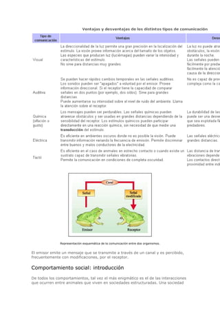 Representación esquemática de la comunicación entre dos organismos.
El emisor emite un mensaje que se transmite a través de un canal y es percibido,
frecuentemente con modificaciones, por el receptor.
Comportamiento social: introducción
De todos los comportamientos, tal vez el más enigmático es el de las interacciones
que ocurren entre animales que viven en sociedades estructuradas. Una sociedad
 
