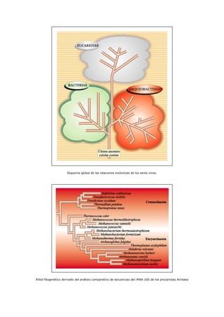 Esquema global de las relaciones evolutivas de los seres vivos.
Árbol filogenético derivado del análisis comparativo de secuencias del rRNA 16S de los procariotas Archaea
 