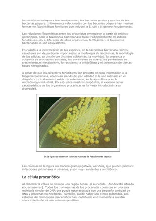fotosintéticas incluyen a las cianobacterias, las bacterias verdes y muchas de las
bacterias púrpura. Íntimamente relacionadas con las bacterias púrpura hay muchas
formas no fotosintéticas familiares que incluyen a E. coli y al género Pseudomonas.
Las relaciones filogenéticas entre los procariotas emergieron a partir de análisis
genotípicos, pero la taxonomía bacteriana se basa tradicionalmente en análisis
fenotípicos. Así, a diferencia de otros organismos, la filogenia y la taxonomía
bacterianas no son equivalentes.
En cuanto a la identificación de las especies, en la taxonomía bacteriana ciertos
caracteres son de particular importancia: la morfología de lascolonias, la morfología
de las células, su tinción con distintos colorantes, la movilidad, la presencia o
ausencia de estructuras celulares, las condiciones de cultivo, los parámetros de
crecimiento, el metabolismo, la resistencia a antibióticos y el porcentaje de ciertas
bases nitrogenadas.
A pesar de que los caracteres fenotípicos han provisto de poca información a la
filogenia bacteriana, continúan siendo de gran utilidad y de uso rutinario en el
diagnóstico y tratamiento médico y veterinario, en la agricultura y en la
microbiología industrial. Por eso, para nuestros propósitos, el examen de las
características de los organismos procariotas es la mejor introducción a su
diversidad.
En la figura se observan colonias mucosas de Pseudomonas cepacia.
Las colonias de la figura son bacilos gram-negativos, aerobios, que pueden producir
infecciones pulmonares y urinarias, y son muy resistentes a antibióticos.
La célula procariótica
Al observar la célula se destaca una región densa -el nucleoide-, donde está situado
el cromosoma §. Todos los cromosomas de los procariotas consisten en una sola
molécula circular de DNA que puede estar asociada con una pequeña cantidad de
RNA y proteínas no histónicas. También, puede haber uno o más plásmidos. Los
estudios del cromosoma procariótico han contribuido enormemente a nuestro
conocimiento de los mecanismos genéticos.
 