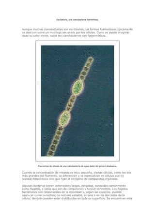 Oscillatoria, una cianobacteria filamentosa.
Aunque muchas cianobacterias son no-móviles, las formas filamentosas típicamente
se deslizan sobre un mucílago secretado por las células. Como se puede imaginar
dado su color verde, todas las cianobacterias son fotosintéticas.
Filamentos de células de una cianobacteria de agua dulce del género Anabaena.
Cuando la concentración de nitratos es muy pequeña, ciertas células, como las dos
más grandes del filamento, se diferencian y se especializan en células que no
realizan fotosíntesis sino que fijan el nitrógeno de compuestos orgánicos.
Algunas bacterias tienen extensiones largas, delgadas, conocidas comúnmente
como flagelos, y pelos que son de composición y función diferentes. Los flagelos
bacterianos son responsables de la movilidad y, según las especies, pueden
aparecer como penachos, de número variable, en uno o en los dos polos de la
célula; también pueden estar distribuidos en toda su superficie. Se encuentran más
 