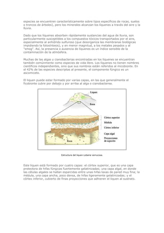especies se encuentren característicamente sobre tipos específicos de rocas, suelos
o troncos de árboles), pero los minerales alcanzan los líquenes a través del aire y la
lluvia.
Dado que los líquenes absorben rápidamente sustancias del agua de lluvia, son
particularmente susceptibles a los compuestos tóxicos transportados por el aire,
especialmente al anhídrido sulfuroso (que desorganiza las membranas biológicas
impidiendo la fotosíntesis), y en menor magnitud, a los metales pesados y al
"smog". Así, la presencia o ausencia de líquenes es un índice sensible de la
contaminación de la atmósfera.
Muchas de las algas y cianobacterias encontradas en los líquenes se encuentran
también comúnmente como especies de vida libre. Los líquenes no tienen nombres
científicos independientes, sino que sus nombres están referidos al micobionte. En
el 42% de las especies descriptas al presente, el componente fúngico es un
ascomicete.
El liquen puede estar formado por varias capas, en las que generalmente el
ficobionte cubre por debajo y por arriba al alga o cianobacterea.
Estructura del liquen Lobaria verrucosa.
Este liquen está formado por cuatro capas: el córtex superior, que es una capa
protectora de hifas fúngicas fuertemente gelatinizadas; una capa algal, en donde
las células algales se hallan esparcidas entre unas hifas laxas de pared muy fina; la
médula, una capa ancha, poco densa, de hifas ligeramente gelatinizadas; y el
córtex inferior, cubierto de finas proyecciones que adhieren el liquen al sustrato.
 