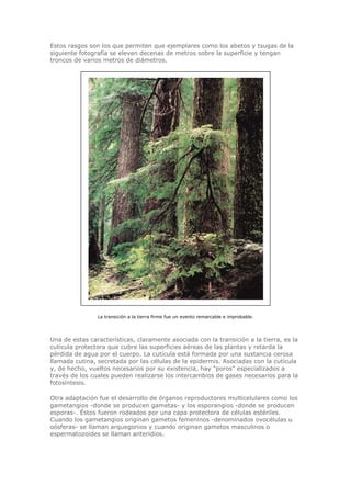 Estos rasgos son los que permiten que ejemplares como los abetos y tsugas de la
siguiente fotografía se eleven decenas de metros sobre la superficie y tengan
troncos de varios metros de diámetros.
La transición a la tierra firme fue un evento remarcable e improbable.
Una de estas características, claramente asociada con la transición a la tierra, es la
cutícula protectora que cubre las superficies aéreas de las plantas y retarda la
pérdida de agua por el cuerpo. La cutícula está formada por una sustancia cerosa
llamada cutina, secretada por las células de la epidermis. Asociadas con la cutícula
y, de hecho, vueltos necesarios por su existencia, hay "poros" especializados a
través de los cuales pueden realizarse los intercambios de gases necesarios para la
fotosíntesis.
Otra adaptación fue el desarrollo de órganos reproductores multicelulares como los
gametangios -donde se producen gametas- y los esporangios -donde se producen
esporas-. Éstos fueron rodeados por una capa protectora de células estériles.
Cuando los gametangios originan gametos femeninos -denominados ovocélulas u
oósferas- se llaman arquegonios y cuando originan gametos masculinos o
espermatozoides se llaman anteridios.
 