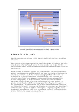 Relaciones filogenéticas simplificadas entre los principales grupos de plantas.
Clasificación de las plantas
Las plantas se pueden clasificar en dos grandes grupos: los briofitos y las plantas
vasculares.
Las hepáticas, antoceros y musgos de la división Bryophyta son bastante diferentes
unos de otros y hay cierta duda acerca de si representan tres linajes distintos
derivados de la planta ancestral o ramificaciones posteriores de un linaje surgido de
ese antecesor.
Diversas líneas de evidencia sugieren que cada una de las nueve divisiones de las
plantas vasculares es monofilética, es decir que todos sus miembros descienden de
un antecesor común. Las plantas vasculares se agrupan frecuentemente, por
conveniencia, de manera que pueden o no reflejar relaciones evolutivas. Por
ejemplo, estas plantas como grupo a menudo se conocen como traqueofitos.
Pueden ser agrupadas en las que no tienen semillas (divisiones Psilophyta,
Lycophyta, Sphenophyta y Pterophyta) y en aquellas que tienen semillas. Las
plantas con semillas también forman dos grupos informales, las gimnospermas y
las angiospermas. Las gimnospermas son aquellas que tienen semillas "desnudas",
sin protección (divisiones Coniferophyta, Cycadophyta, Ginkgophyta y Gnetophyta),
en tanto que las angiospermas (de la palabra griega "angio" que significa "vaso" -
literalmente, semilla en un vaso-) son, formalmente hablando, los miembros de la
división Anthophyita, las plantas que dan flores.
 
