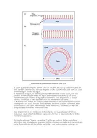 Ordenamiento de los fosfolípidos en relación con el agua.
a. Dado que los fosfolípidos tienen cabezas solubles en agua y colas insolubles en
ella, tienden a formar una película delgada en una superficie acuosa, con sus colas
extendidas por encima del agua.
b. Rodeados de agua, se distribuyen espontáneamente en dos capas, con sus
cabezas hidrofílicas (amantes del agua) extendidas hacia afuera y sus colas
hidrofóbicas (con aversión al agua) hacia adentro. Esta disposición, la bicapa
lipídica, constituye la base estructural de las membranas celulares.
c. Al formar una bicapa, los componentes hidrofóbicos de los fosfolípidos quedan
"protegidos" del agua, excepto en los bordes, en donde quedan expuestos. Esta
ordenación da una cierta inestabilidad a esa membrana, haciendo que ésta se
pliegue sobre sí misma y forme vesículas.
Esta disposición de las moléculas de fosfolípido, con sus cabezas hidrofílicas
expuestas y sus colas hidrofóbicas agrupadas, forman la base estructural de las
membranas celulares.
En los glucolípidos ("lípidos con azúcar"), el tercer carbono de la molécula de
glicerol no está ocupado por un grupo fosfato, sino por una cadena de carbohidrato
corta. Dependiendo del glucolípido particular, esta cadena puede contener, en
 