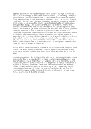 a) Entre los cnidarios hay dos formas corporales básicas: el pólipo en forma de
vasija (a la izquierda) y la medusa en forma de cuenco (a la derecha). La cavidad
gastrovascular tiene una sola abertura. El cuerpo del cnidario tiene dos capas de
tejido, la epidermis y la gastrodermis (del griego epi, "sobre" o "encima" y gaster,
"estómago"; derma, "piel"), con una mesoglea ( que es una substancia viscosa)
entre ambas. b) Los cnidocitos -células especializadas situadas en los tentáculos y
en la pared del cuerpo- son un rasgo distintivo de los cnidarios. Un cnidocito
contiene un nematocisto, formado por una cápsula con un tubo espiralado en su
interior. Una suerte de gatillo en el cnidocito, en respuesta a un estímulo químico o
mecánico, hace que el tubo se evagine como se muestra en la figura. Los
filamentos tubulares de los nematocistos pueden ser venenosos, pegajosos o estar
provistos de púas que paralizan, enlazan o detienen a las presas. La toxina,
aparentemente, produce parálisis porque ataca las lipoproteínas de las membranas
de las células nerviosas de la presa. Los nematocistos sólo aparecen en este
phylum, pero existen algunas excepciones interesantes. La cápsula es obligada a
abrirse y el tubo se evierte. El cnidocito no puede ser "recargado"; se reabsorbe y
crece una célula nueva en su reemplazo.
El ciclo de vida de los cnidarios se caracteriza por una forma larval, conocida como
plánula, que es un organismo pequeño, ciliado y de vida libre. Después de esta
etapa larval, algunos cnidarios alternan la forma pólipo y medusa en su ciclo de
vida.
Los espermatozoides y los óvulos son liberados por las medusas adultas en el agua
circundante. Ocurre la fecundación y el cigoto resultante desarrolla primero una
esfera hueca de células -la blástula- que luego se alarga y se transforma en una
larva ciliada, llamada plánula. Después de la dispersión, la plánula se establece en
el fondo, y desarrolla una boca y tentáculos, transformándose así en el estado
pólipo. El cuerpo del pólipo crece y, a medida que lo hace, comienza a formar
medusas apiladas unas sobre otras como pequeños platillos. En una fase de
reproducción asexual rápida, éstos se desprenden uno tras otro y crecen hasta
formar una medusa de tamaño completo.
 